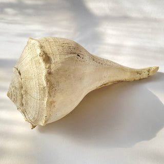 Large Whelk: Fossil