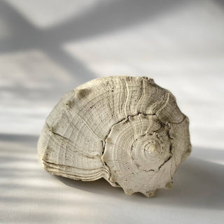 Large Whelk: Fossil