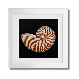 Nautilus Art Print: 6x6"