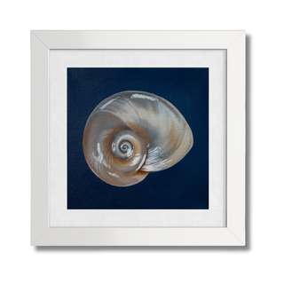 Shark Eye Shell Art Print: 6x6"