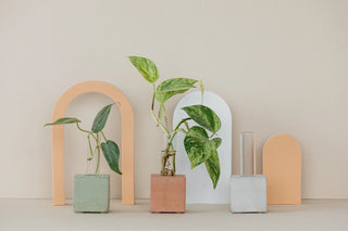 Propagation Vase | Cutting Holder