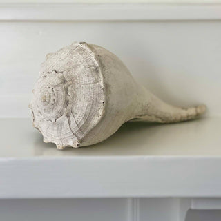 Large Whelk: Fossil