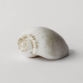Amphora Melon Shell: Fossil