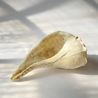 Large Whelk: Fossil