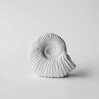 Ammonite Fossil 9": Fossil