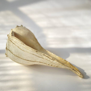 Large Whelk: Fossil